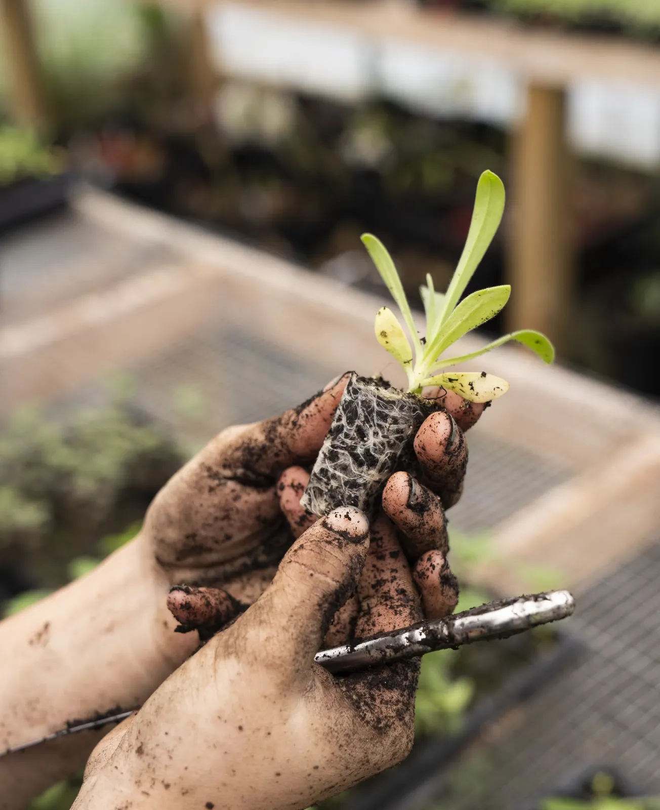 Mains d’agriculteur tenant un jeune plant prêt à être mis en terre – contact Fermes Overbeek