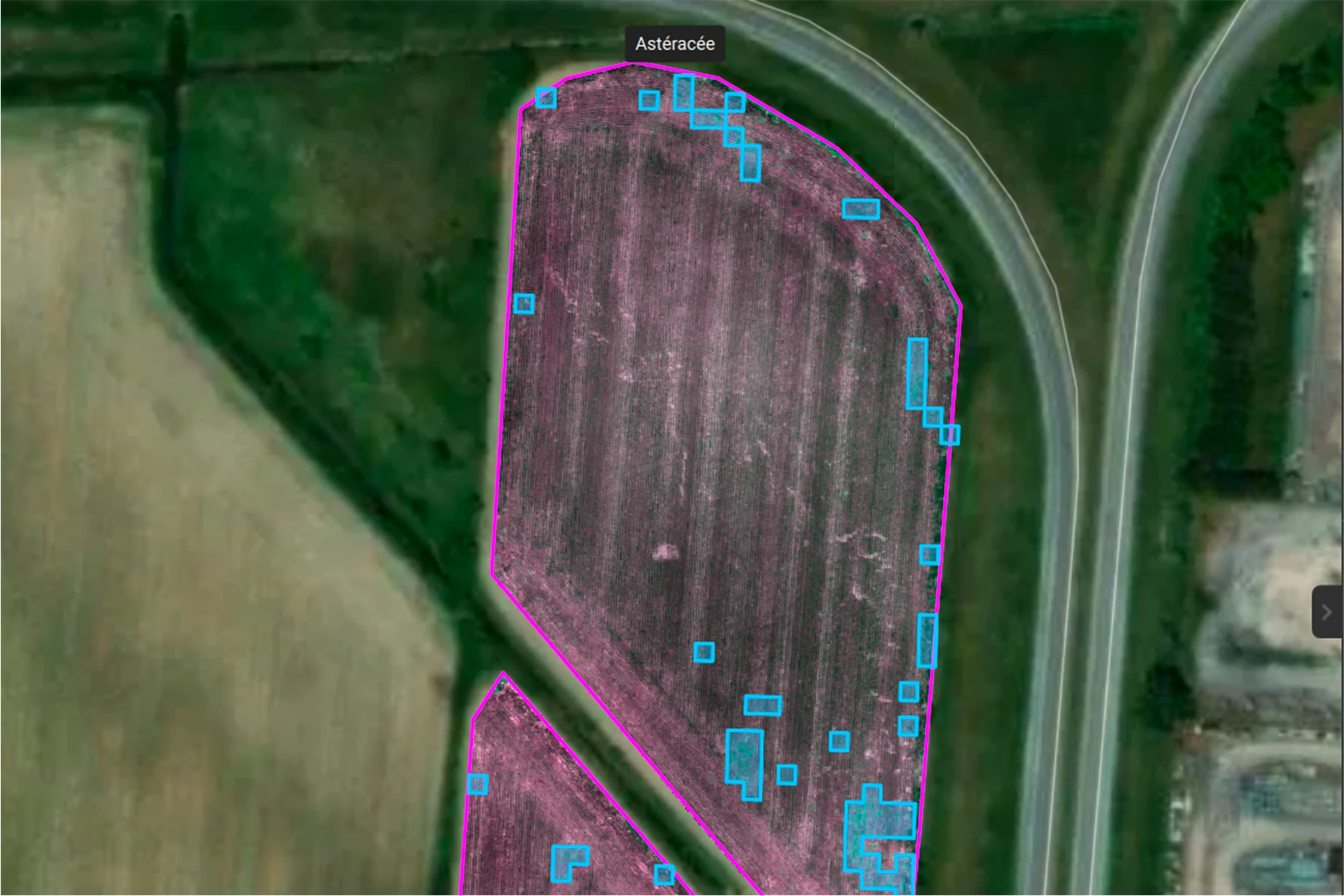 Cartographie multispectrale des Fermes Overbeek – détection de mauvaises herbes (astéracées) sur une parcelle agricole.