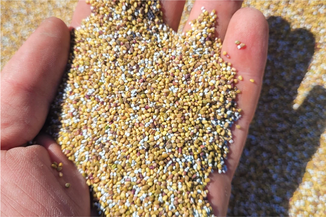 Gros plan de grains dans la main – entreposage et tests de qualité aux Fermes Overbeek