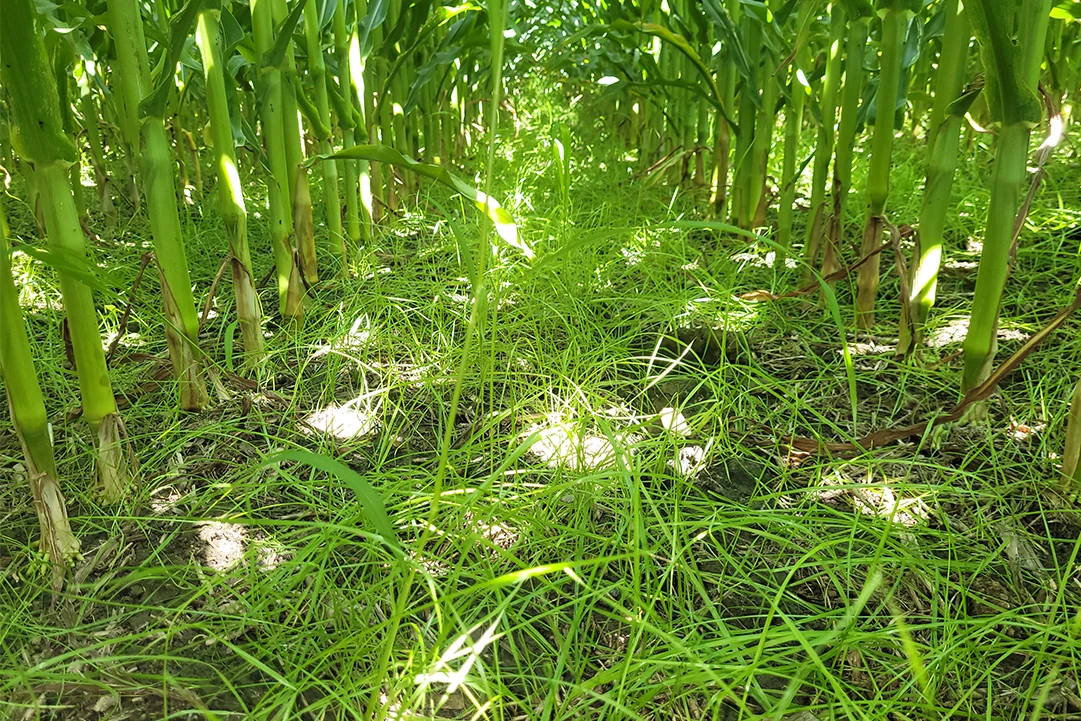 Épandage solide et implantation de ray-grass | Fermes Overbeek