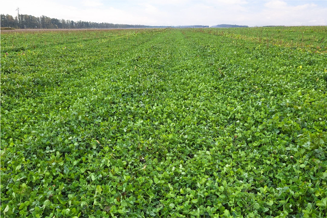 Épandage solide et implantation de trèfle | Fermes Overbeek