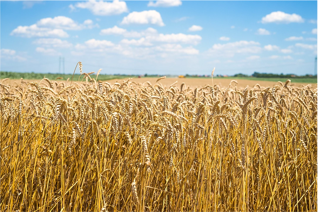 Champ de blé doré sous un ciel bleu – grandes cultures et agriculture durable au Québec