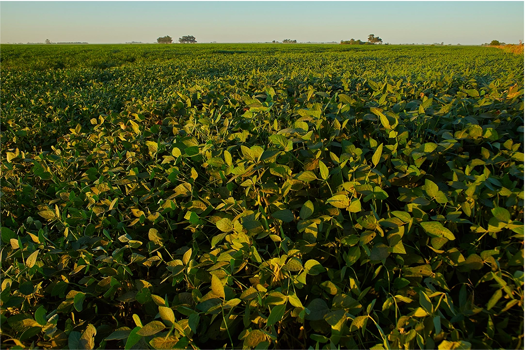 Champ de soya IP en Montérégie – agriculture durable et grandes cultures au Québec