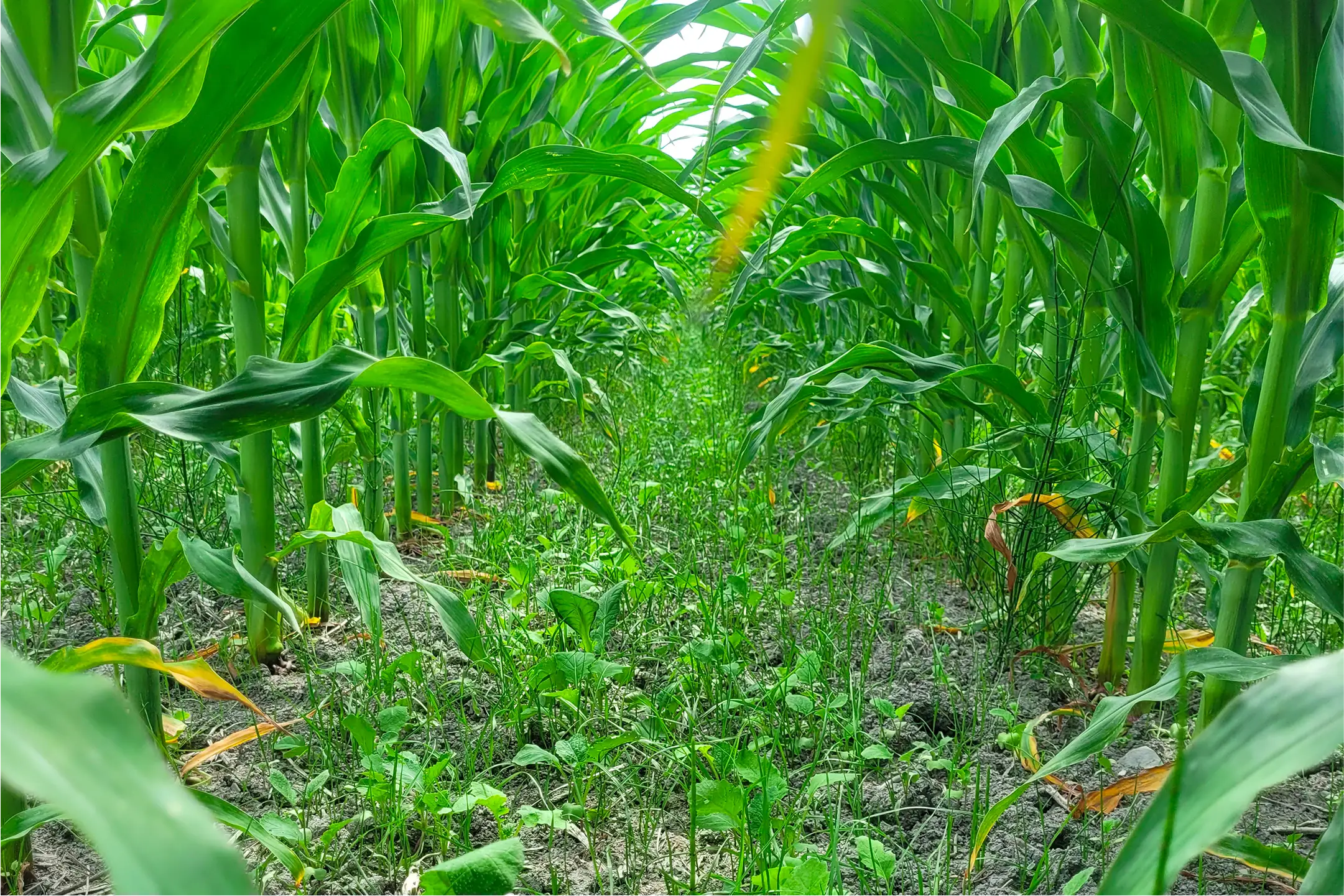 Champ de maïs en croissance – grandes cultures et agriculture durable au Québec